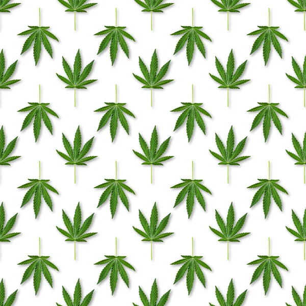 Chanvre Feuilles Cannabis Motif Sans Couture Gros Plan Des Feuilles — Photo