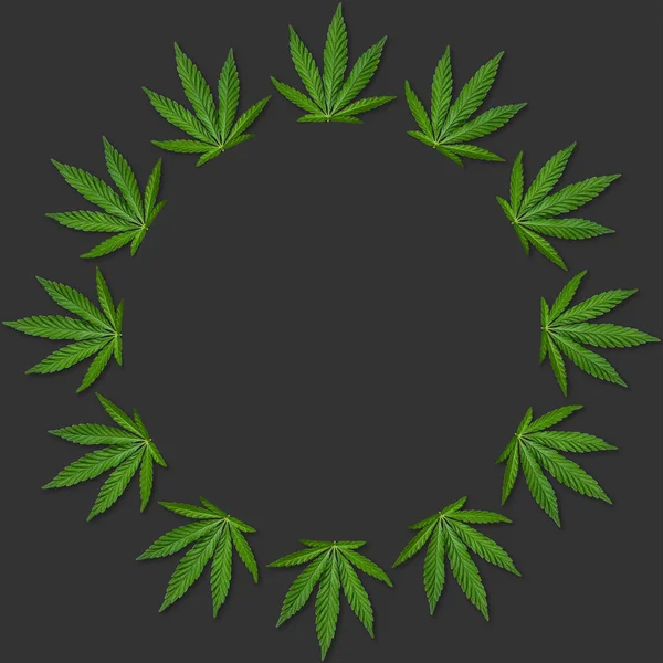 Hemp or cannabis leaves round frame. Floral round frame made of cannabis leaves on gray background. Top view