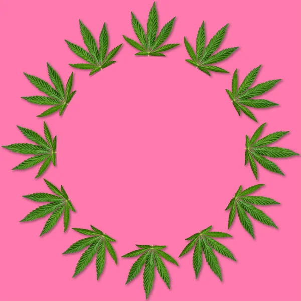 Hanf Oder Cannabis Blätter Runden Rahmen Floraler Runder Rahmen Aus — Stockfoto