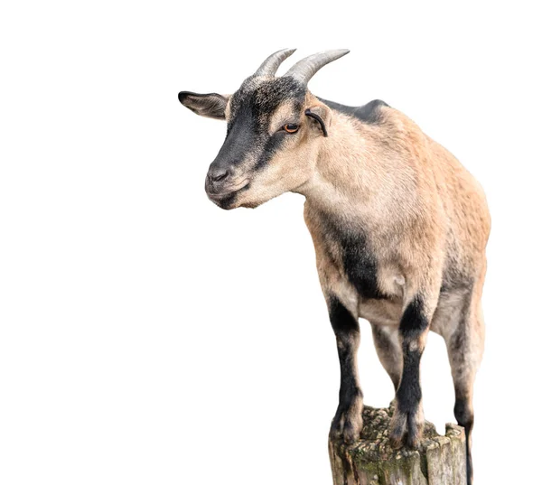 Goat Standing Full Length Isolated White Female Goat Tree Bark — Stock Photo, Image