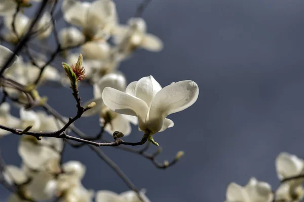 Blooming Magnolia Three Background Dark Blue Sky Magnolia Flowers — Stock Photo, Image