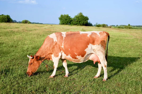 年轻的红白斑点牛的肖像 奶牛全长接近 奶牛在农场草地上放牧 — 图库照片