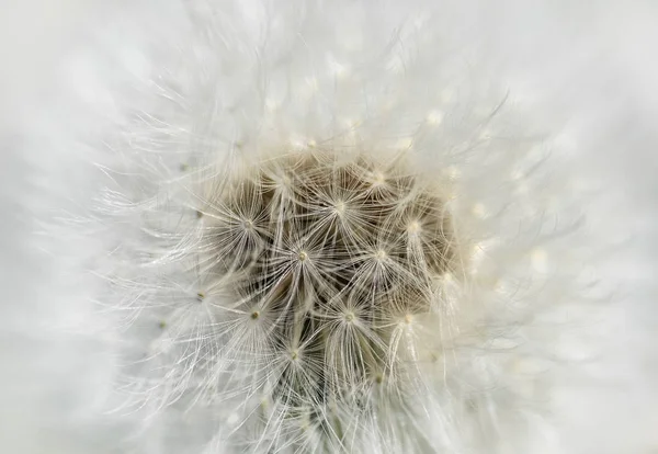 White Dandelion Flower Seeds Close Dandelion Flower Texture Mock Template — Stock Photo, Image