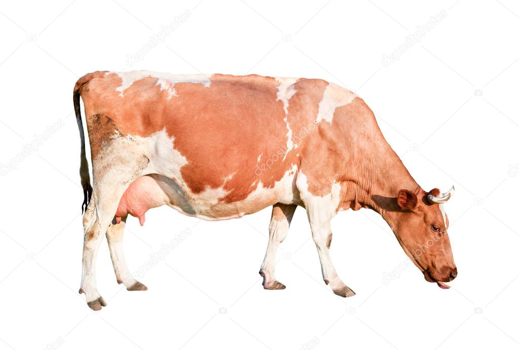 Cow full length isolated on white background. Spotted red and white cow standing in front of white background. Farm animals