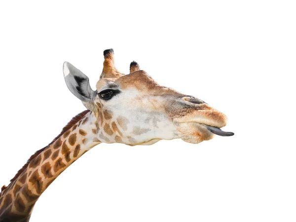 Cute Giraffe Portrait Close Funny Giraffe Head Long Tongue Isolated — Stock Photo, Image