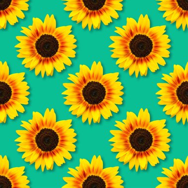 Ayçiçeği sorunsuz arka plan. Mavi arka plan üzerinde parlak sarı ayçiçeği. Çiçek desenli.