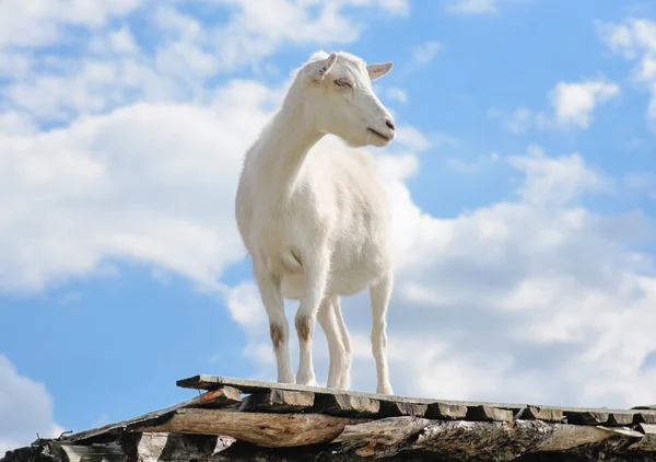 Lustige Ziege Steht Auf Dem Scheunendach Eines Bauernhofes Niedlich Und — Stockfoto