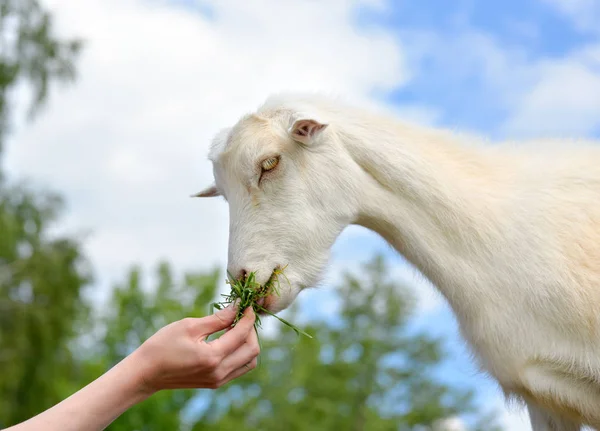 Ziegenporträt Auf Bauernhof Die Menschliche Hand Füttert Ziegen Auf Einem — Stockfoto