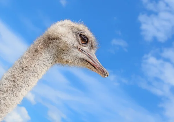 Ostrich portrait on background of blue sky. The head of an African ostrich close up.