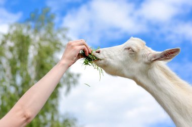 Keçi portre çiftlikte. İnsan eli beyaz besleme genç keçi bir çiftlikte. Komik Evcil keçi çiftliği ve yeşil alan arka plan üzerinde abur cubur yeme