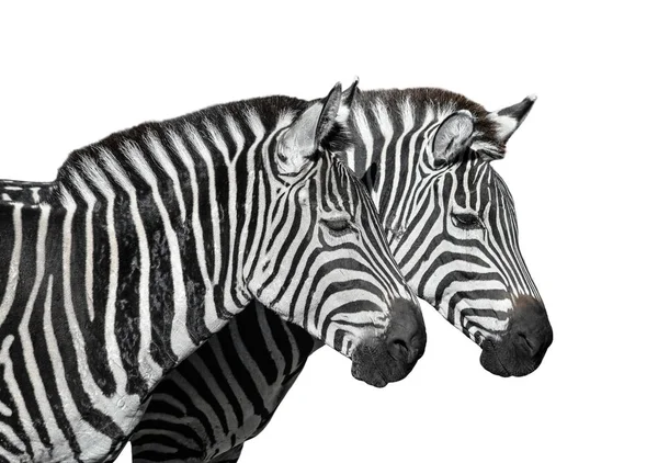 Two Young Zebras Isolated White Safari Animals Zebras Portrait Close — Stock Photo, Image