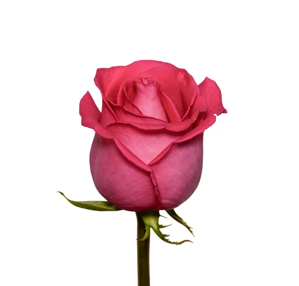 Bella Rosa Fiore Rosa Vicino Tenera Testa Rosa Isolata Fiori — Foto Stock