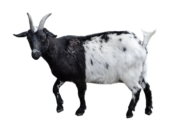 Koza Stojící Celé Délce Izolované Bílém Velmi Vtipné Bílých Černých — Stock fotografie