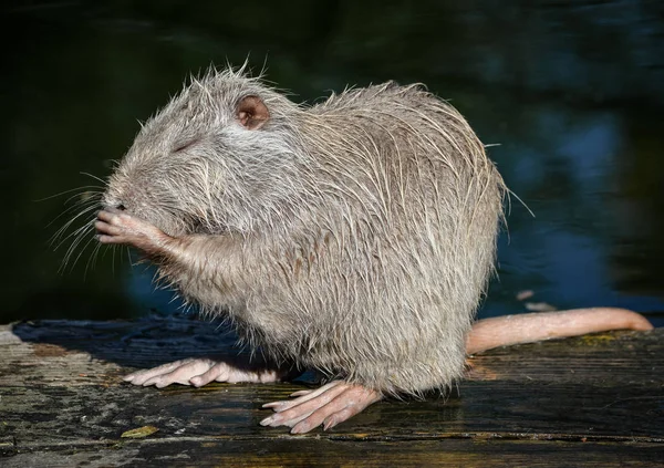 Nutria Gros Plan Portrait Coypu Très Drôle Poser Des Nutriments — Photo