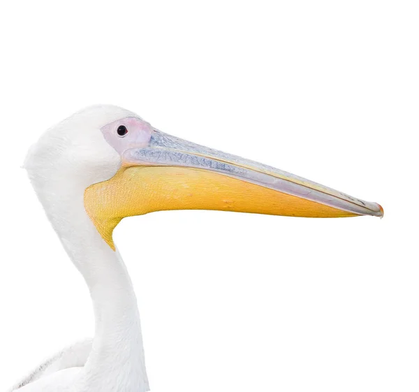 Büyük güzel beyaz Pelikan portre üzerinde beyaz izole. — Stok fotoğraf