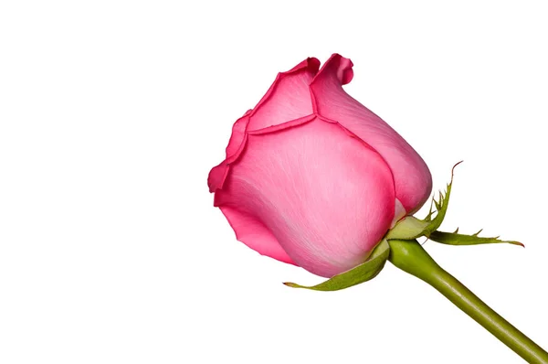 Krásné růžové růže květ zblízka. Nabídka růže hlava, samostatný. Zahradní květiny. — Stock fotografie