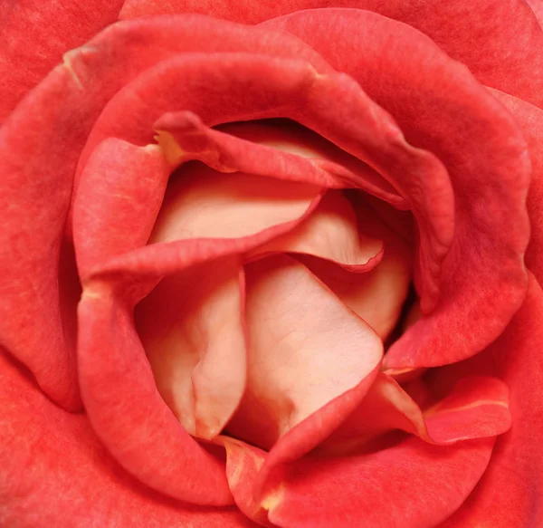 Rose rouge fraîche vibrante de près. Rose tête macro photo arrière-plan. Modèle ou maquette. Vue du dessus . — Photo