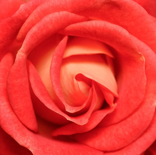 Rosa rossa fresca vibrante da vicino. Rose testa macro foto di sfondo. Modellare o fingere. Vista dall'alto . — Foto Stock