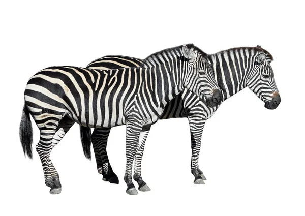 Jovens belas zebras isoladas no fundo branco . — Fotografia de Stock