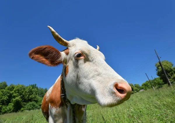 Portret van jonge rode en witte bonte koe. Koe snuit close-up. Koeien grazen in de boerderij weide — Stockfoto