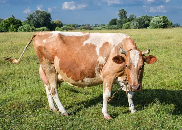 Koe op de achtergrond van de heldere groene veld. — Stockfoto