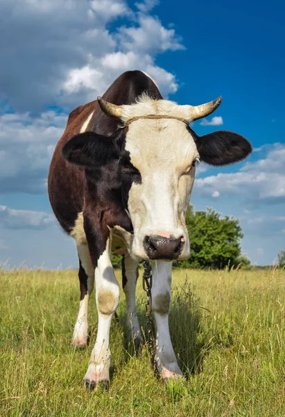 Krowy pasące się na farmie. — Zdjęcie stockowe
