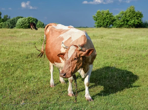 Krowa na tle jasne zielone pole. — Zdjęcie stockowe