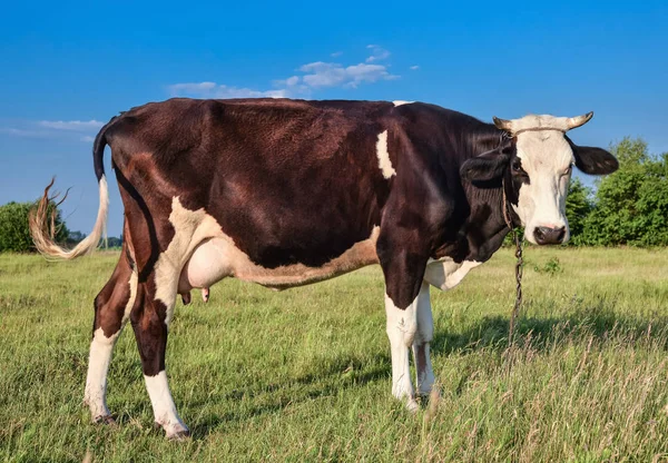 Koeien grazen in de boerderij. — Stockfoto