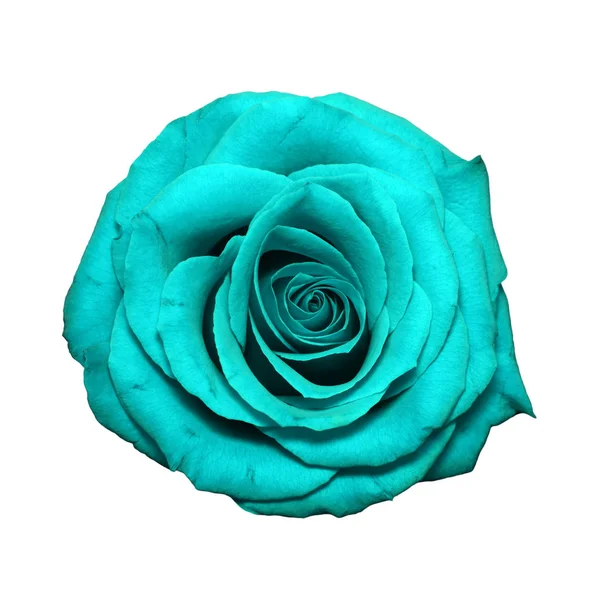 Blue Rose testa isolata su bianco — Foto Stock