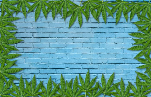 Rama liści konopi lub marihuany na tle ściany Cegła niebieski. — Zdjęcie stockowe
