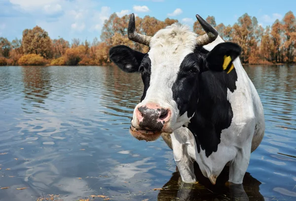 Cow drinking water near pasture.