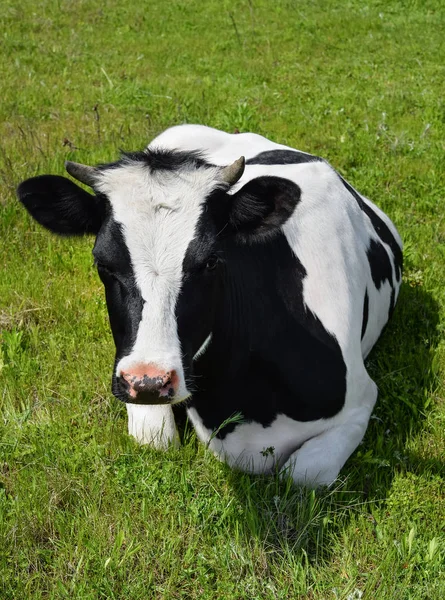 Koe liggend op een lente-boerderij-weiland. — Stockfoto