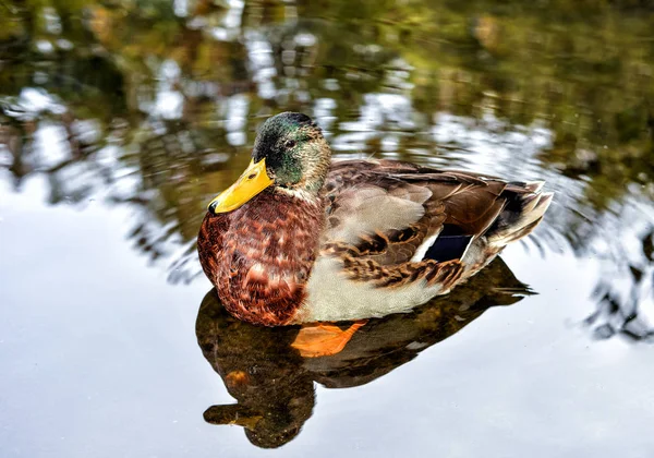 Wilde eend, drijvend op een vijver — Stockfoto