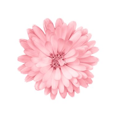 Mercan ya da pembe papatya, papatya beyaz arka plan üzerinde izole.