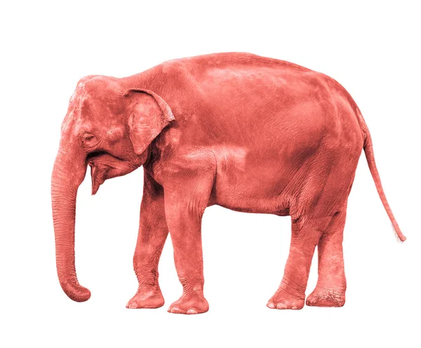 Pink or coral Elephant isolated full length — Stock Photo, Image