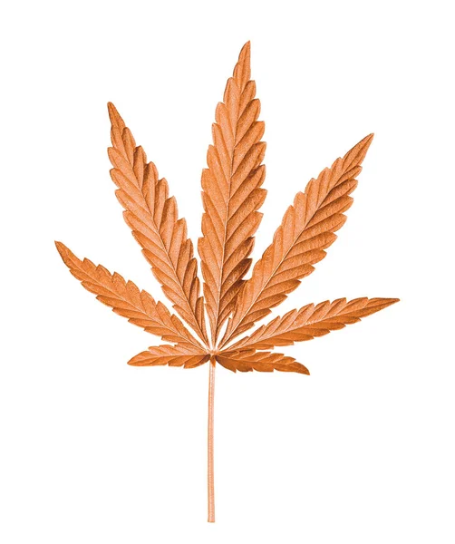 Cannabis leaf isolerade på vitt. Hampa leaf närbild. Marijuana droger framställs av Cannabis leaf. — Stockfoto