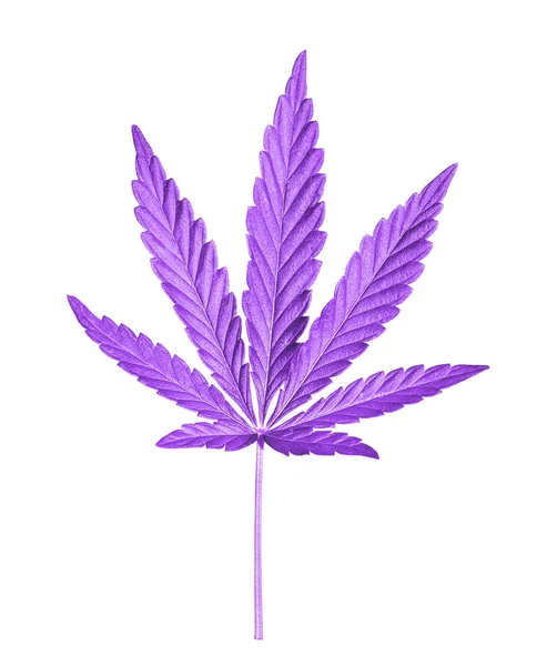 Cannabis leaf isolerade på vitt. Hampa leaf närbild. Marijuana droger framställs av Cannabis leaf. — Stockfoto