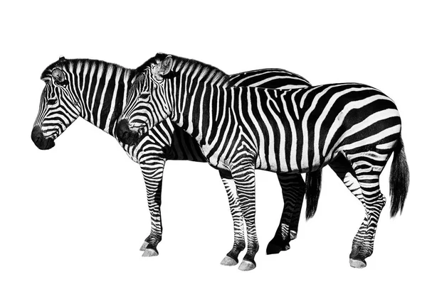 Jovens belas zebras isoladas no fundo branco . — Fotografia de Stock