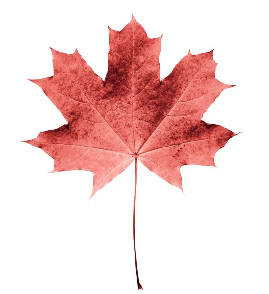 Pink or colar maple leaf isolated white background. Beautiful autumn maple leaf isolated on white. Fall leaf — Stock Photo, Image