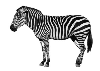 Genç güzel zebra beyaz arka plan üzerinde izole.