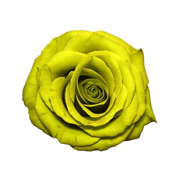 Žlutá růže hlava izolované na bílém — Stock fotografie