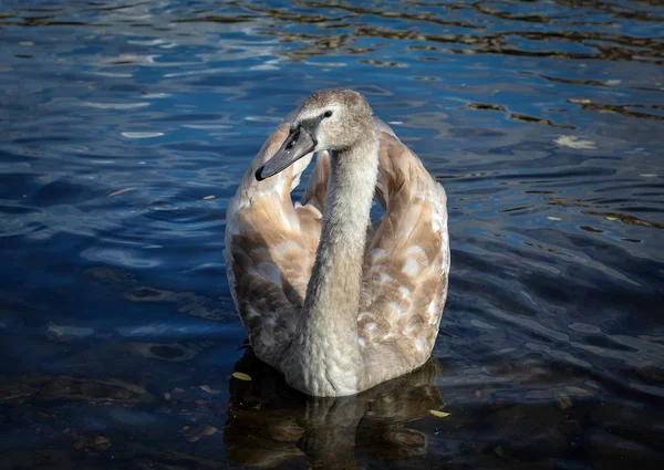 Лебединая птица плавает на воде на естественном фоне — стоковое фото