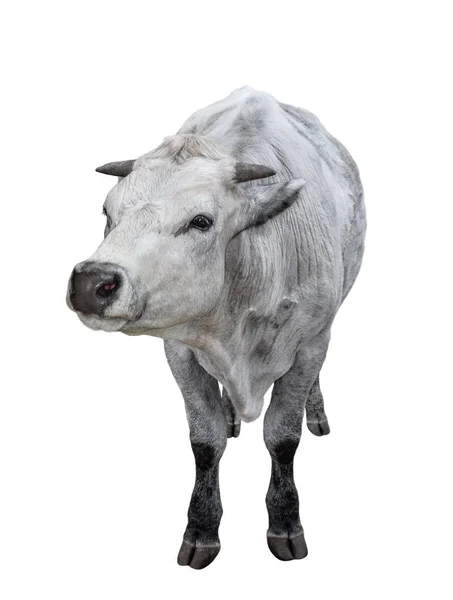Vache pleine longueur isolée sur fond blanc . — Photo