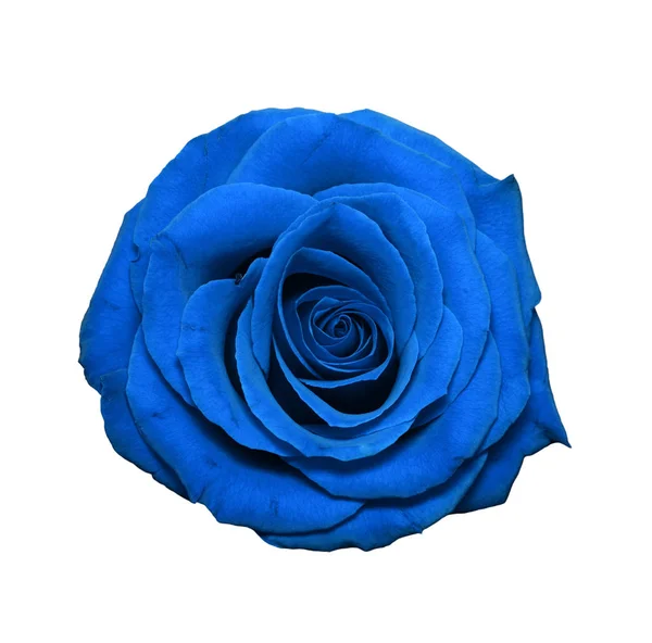 Modré růže hlava izolované na bílém — Stock fotografie