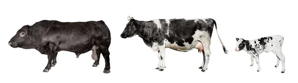 Toro, vaca y bovinos pequeños aislados en blanco . —  Fotos de Stock