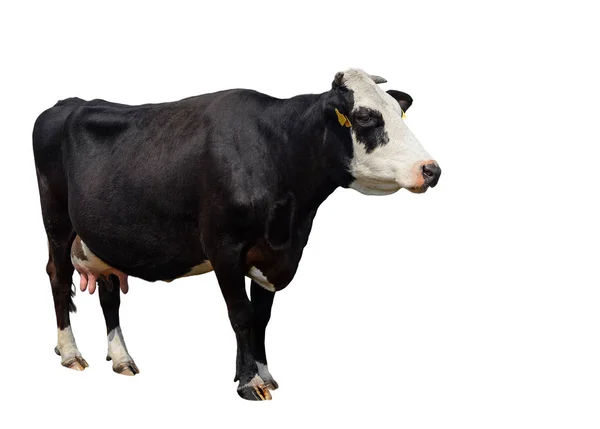 Foltos fekete-fehér tehén teljes hosszában izolált fehér. Tehén közelről. Haszonállatok — Stock Fotó