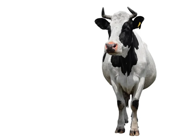 Plamka czarna i biała krowa na całej długości na białym tle. Krowa bliska. Zwierzęta gospodarskie — Zdjęcie stockowe