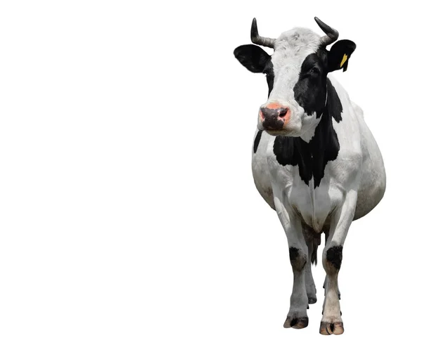 Vache noire et blanche tachetée pleine longueur isolée sur blanc. Vache tout près. Animaux de ferme — Photo