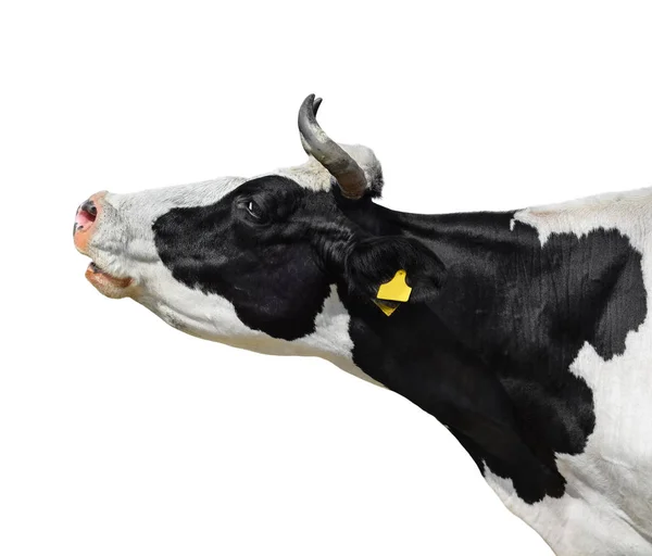Ritratto di mucca chiuso isolato su bianco. Divertente carino bianco e nero macchiato testa di mucca isolata su bianco. Animali da fattoria — Foto Stock