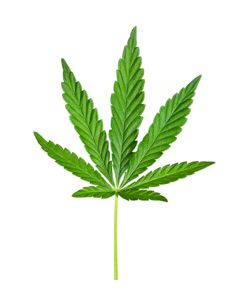 Cannabis leaf isolerade på vitt. Hampa leaf närbild. Marijuana droger framställs av Cannabis leaf. — Stockfoto